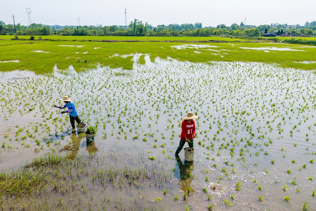 湖北黄冈：农户们在高标准农田种植早稻
