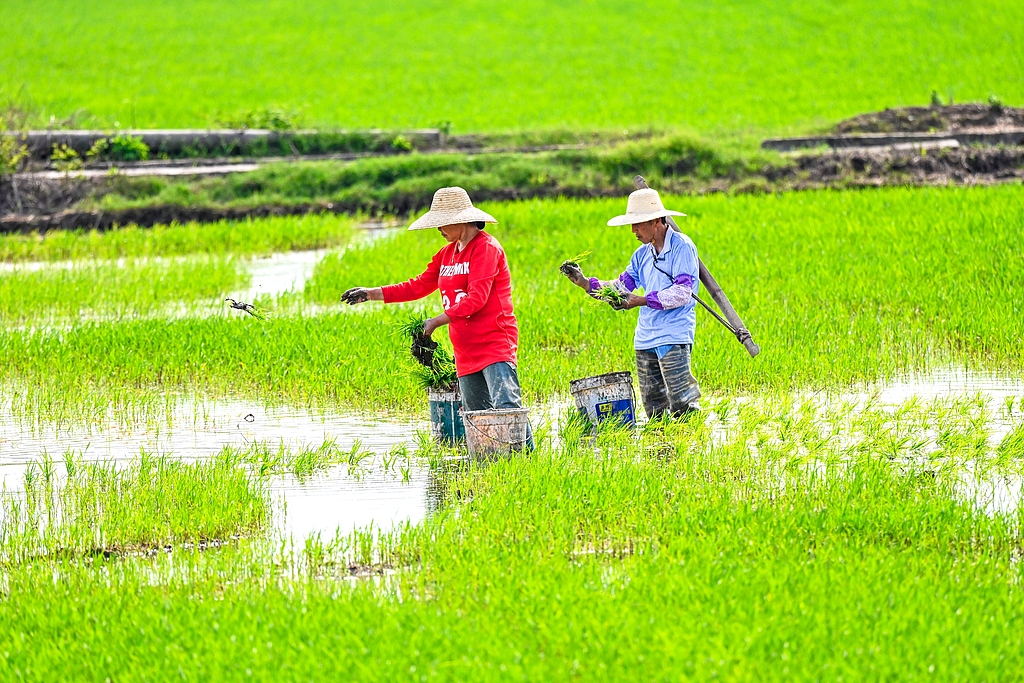 湖北黄冈：农户们在高标准农田种植早稻