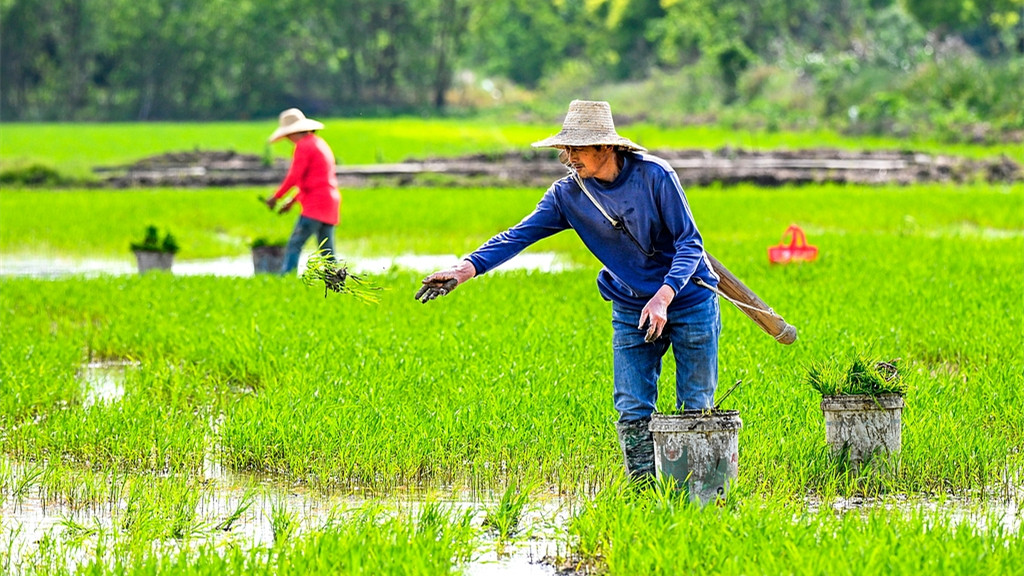 湖北黄冈：农户们在高标准农田种植早稻