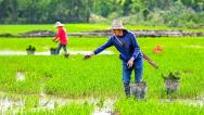 湖北黄冈：农户们在高标准农田种植早稻