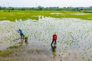湖北黄冈：农户们在高标准农田种植早稻