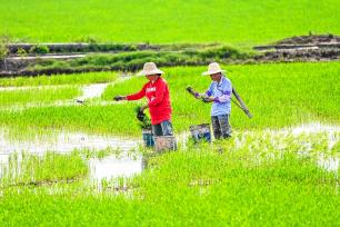湖北黄冈：农户们在高标准农田种植早稻