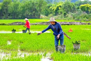 湖北黄冈：农户们在高标准农田种植早稻
