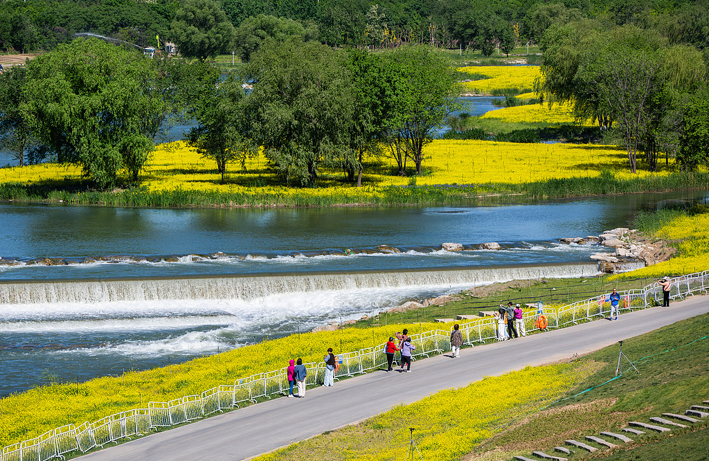 北京：永定河畔油菜花盛开 吸引市民赏花拍照