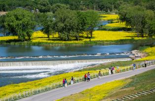 北京：永定河畔油菜花盛开 吸引市民赏花拍照