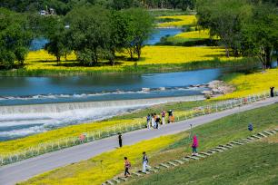 北京：永定河畔油菜花盛开 吸引市民赏花拍照