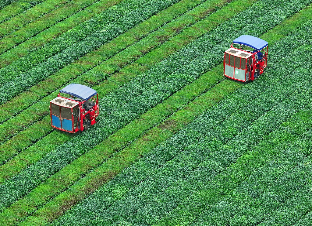 江西泰和：智能采茶机提升夏茶采摘效率