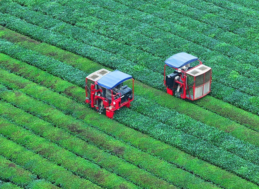 江西泰和：智能采茶机提升夏茶采摘效率