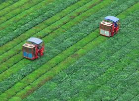 江西泰和：智能采茶机提升夏茶采摘效率