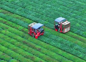 江西泰和：智能采茶机提升夏茶采摘效率