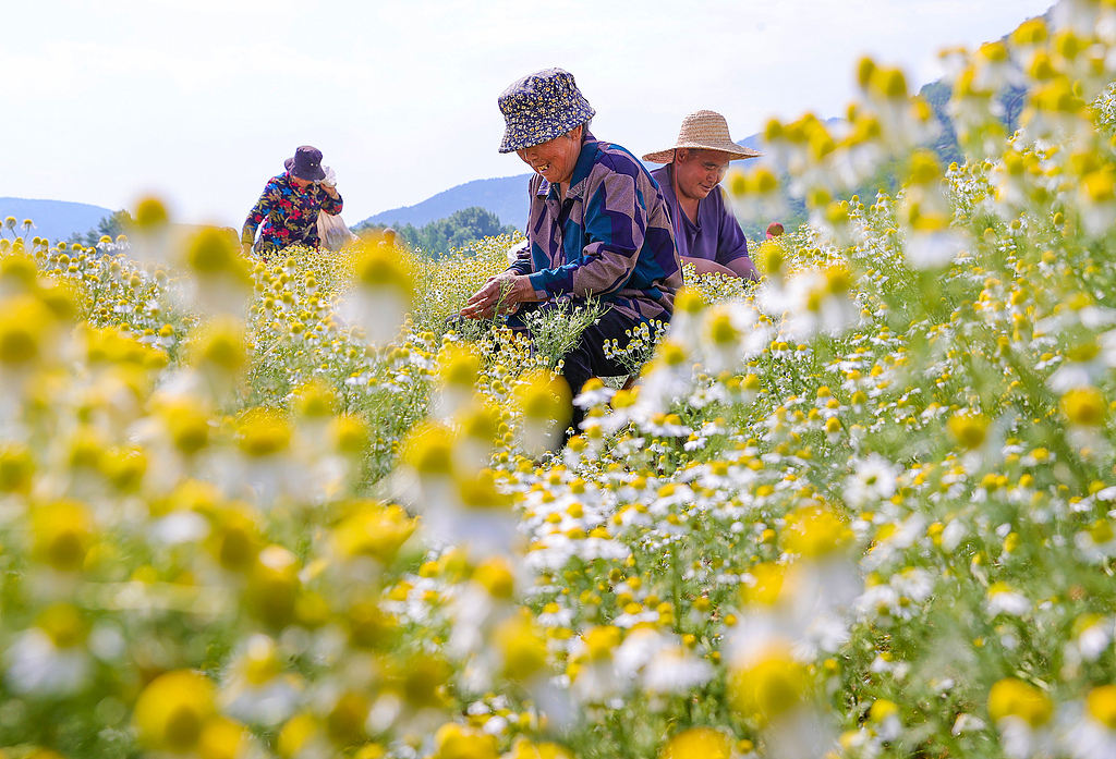 安徽淮北：农民在种植基地采收洋甘菊