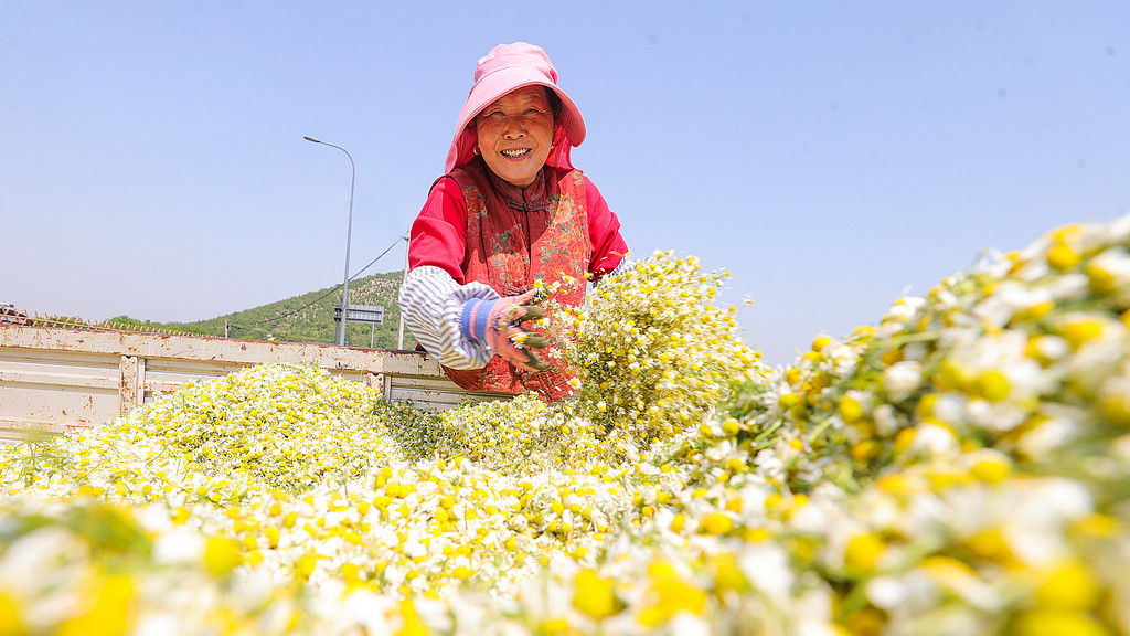安徽淮北：农民在种植基地采收洋甘菊