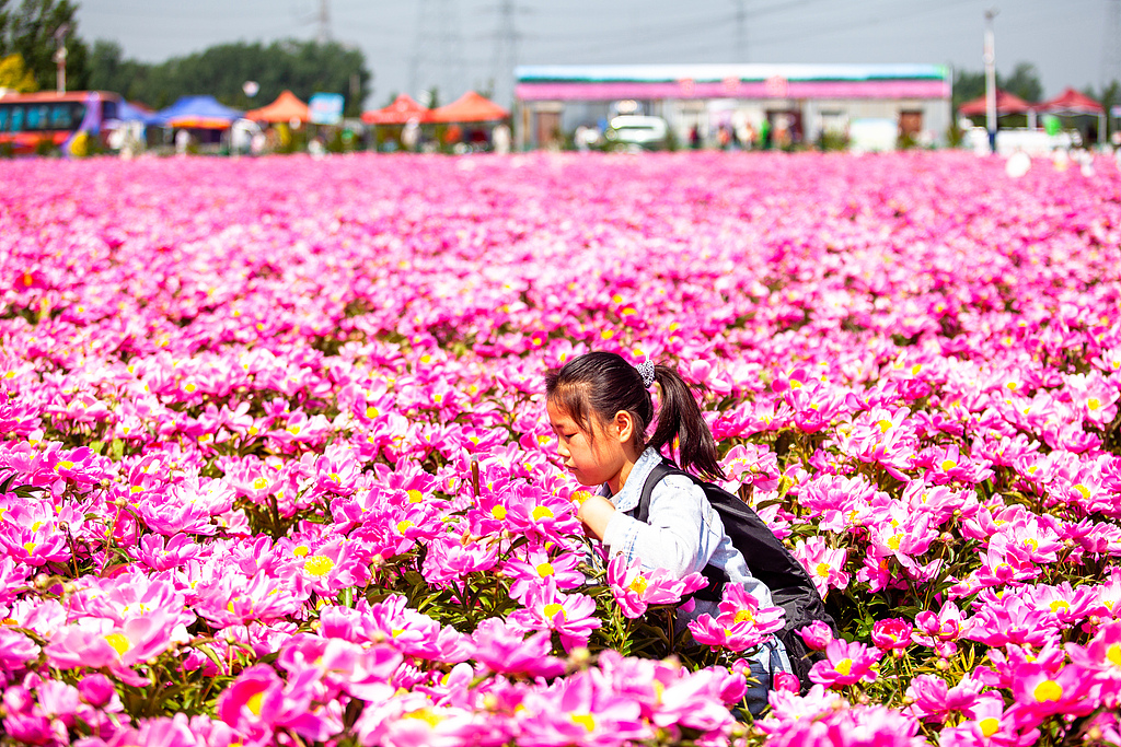 山东滨州：芍药花海吸引游客