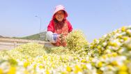 安徽淮北：农民在种植基地采收洋甘菊