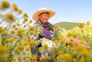 安徽淮北：农民在种植基地采收洋甘菊