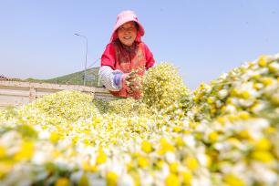 安徽淮北：农民在种植基地采收洋甘菊