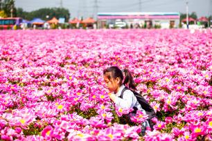 山东滨州：芍药花海吸引游客