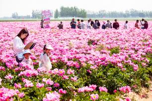 山东滨州：芍药花海吸引游客