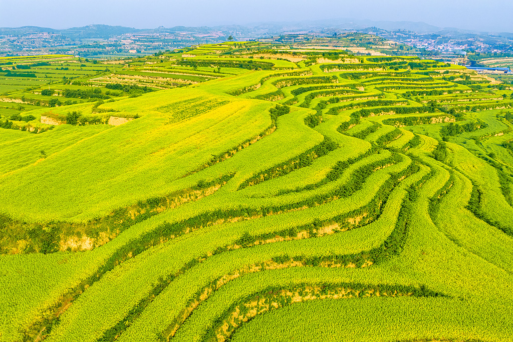 山西运城：油菜秆上挂满饱满的果荚
