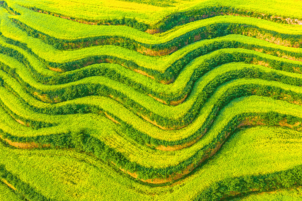 山西运城：油菜秆上挂满饱满的果荚