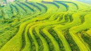 山西运城：油菜秆上挂满饱满的果荚