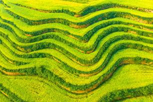 山西运城：油菜秆上挂满饱满的果荚