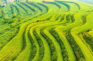 山西运城：油菜秆上挂满饱满的果荚