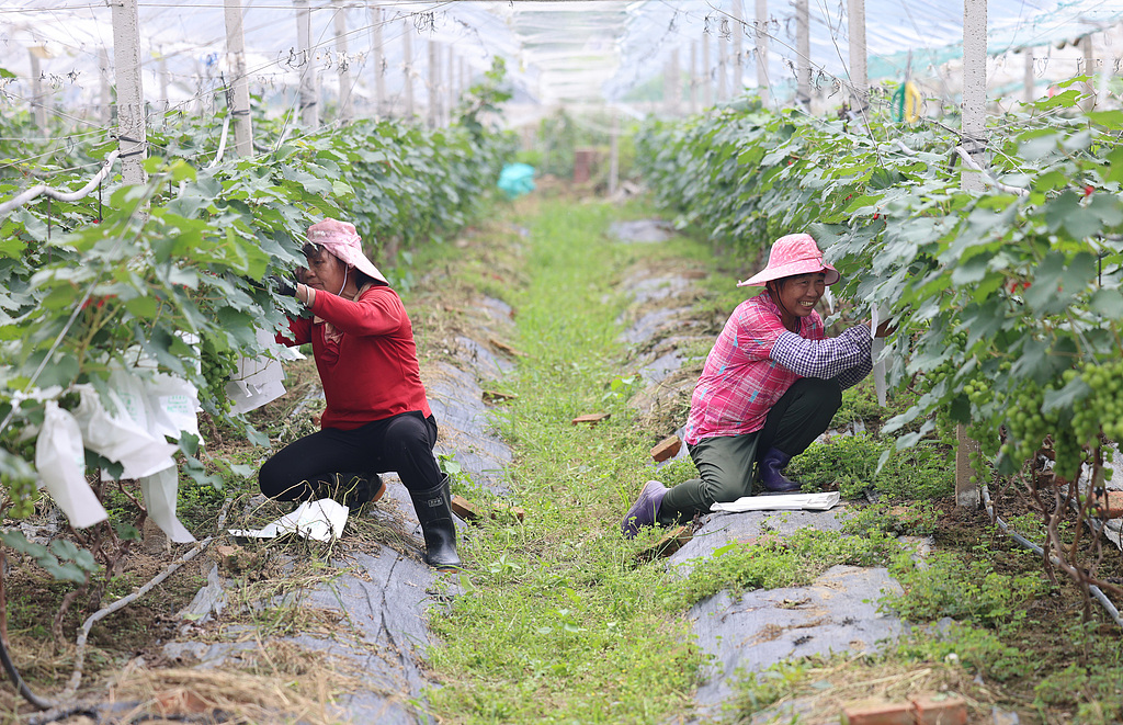 广西梧州：葡萄丰收村民忙