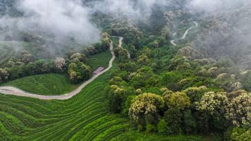 贵州江口：生态茶园翠绿如毯