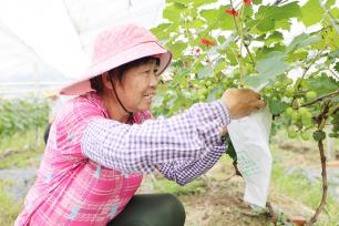 广西梧州：葡萄丰收村民忙
