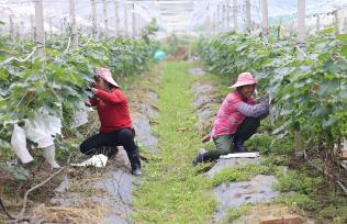 广西梧州：葡萄丰收村民忙
