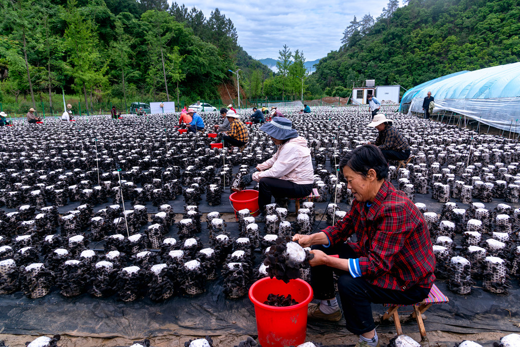 湖北十堰：村民采收地栽木耳