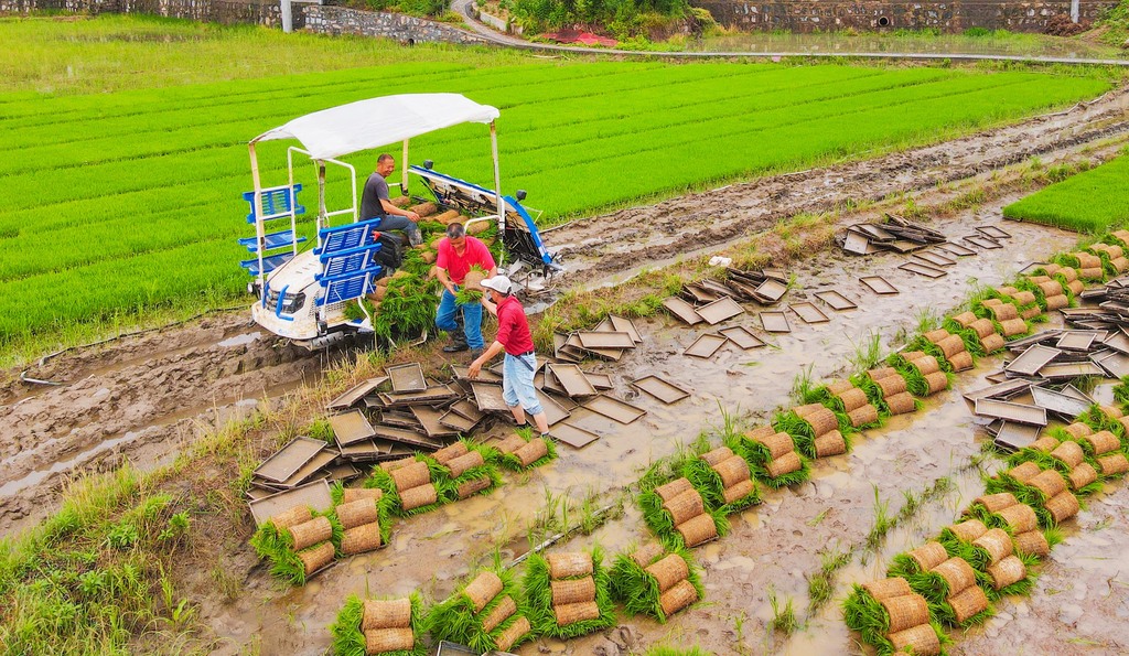 安徽安庆：机械化育秧助力水稻生产