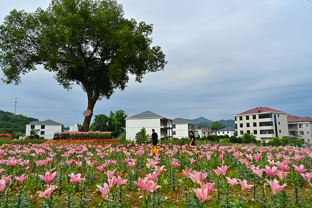 江西万载：百合花开带动乡村游