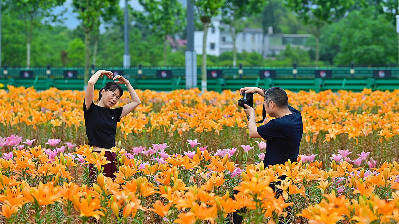 江西万载：百合花开带动乡村游