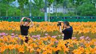江西万载：百合花开带动乡村游