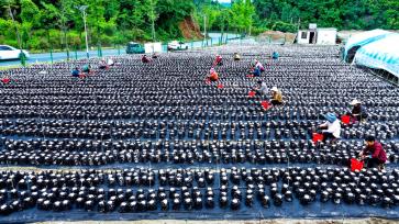 湖北十堰：村民采收地栽木耳