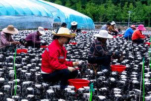 湖北十堰：村民采收地栽木耳
