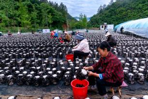 湖北十堰：村民采收地栽木耳