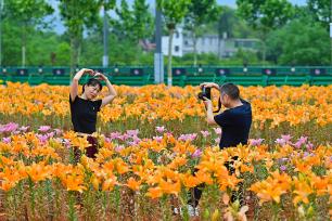 江西万载：百合花开带动乡村游