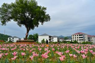江西万载：百合花开带动乡村游