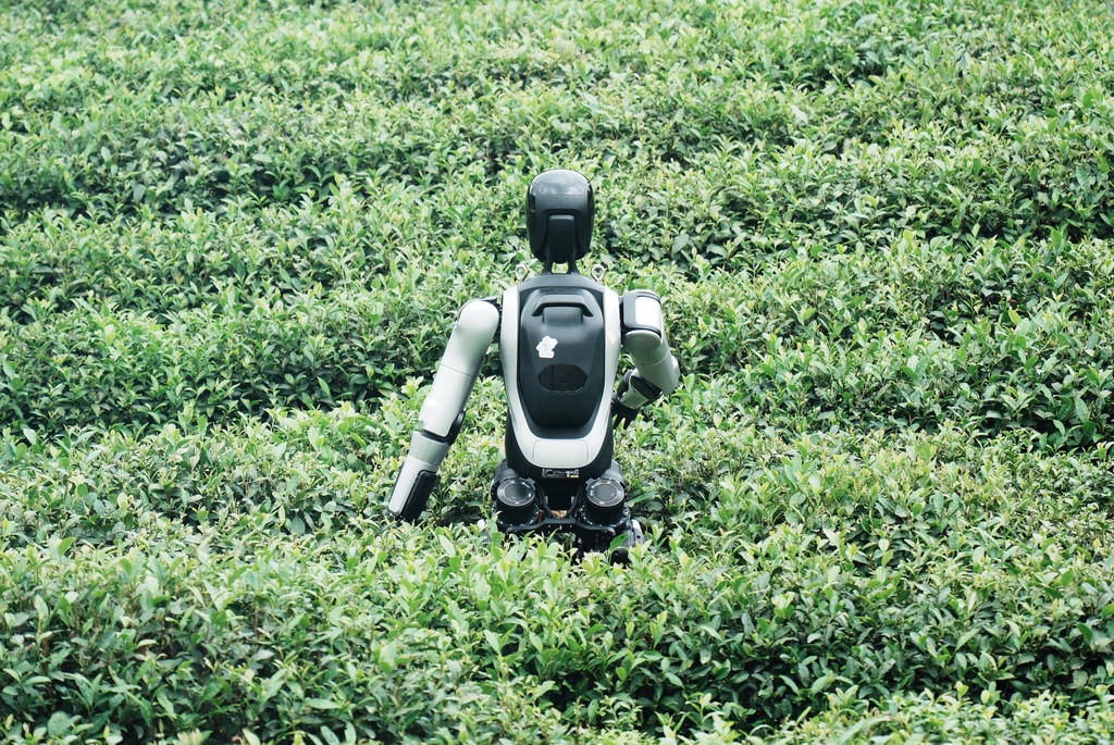 浙江杭州：机器人学习采摘西湖龙井茶