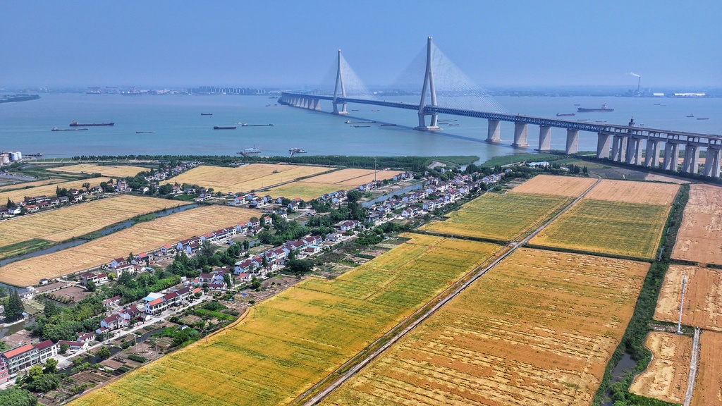 江苏张家港：长江岸边麦浪翻滚