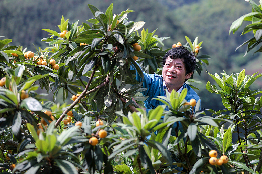 安徽黄山：乡村千亩枇杷喜获丰收