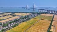 江苏张家港：长江岸边麦浪翻滚