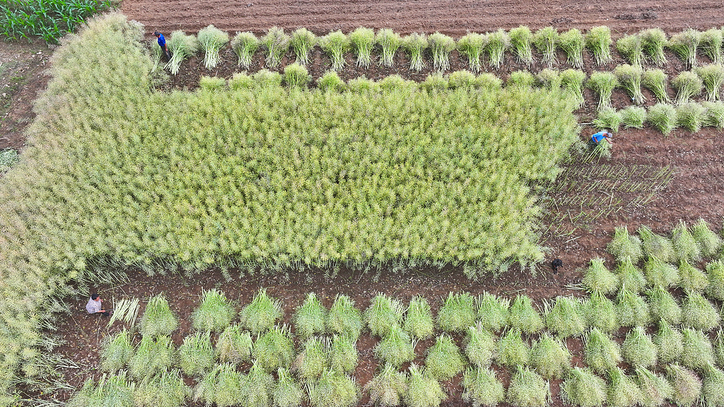 湖北房县：油菜丰收 农户抢收