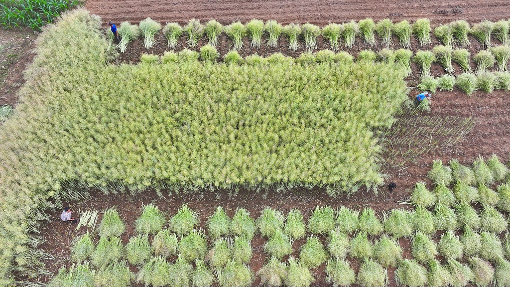 湖北房县：油菜丰收 农户抢收