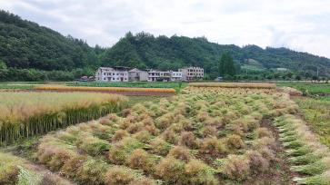 湖北房县：油菜丰收 农户抢收