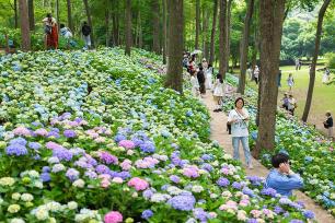 江苏南京：中山植物园绣球花盛开