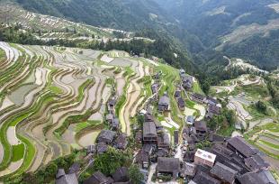 贵州从江：初夏梯田映苗寨